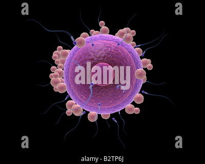 menschliche Ei- und Samenzellen Stockfoto