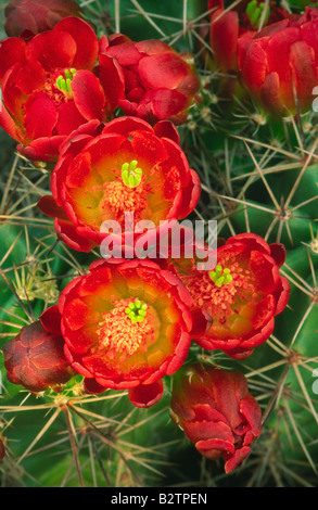 Leuchtende rote Blüten auf einem Kaktus Claret Cup in der Nähe von Fredericksburg, Texas Stockfoto