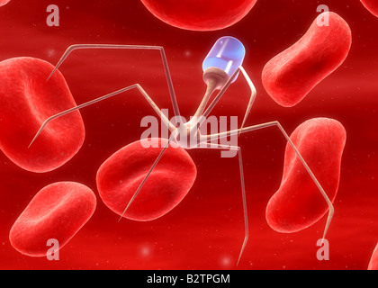 Bakteriophagen Stockfoto