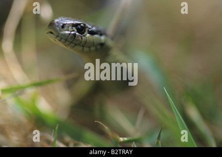 Garter Snake Rutschen rutschen durch Grass Lake Pleasant Bothell Washington State USA Stockfoto