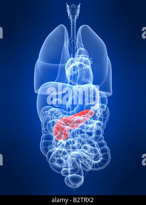 hervorgehobene Bauchspeicheldrüse Stockfoto