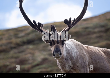 Caribou, Rentier, Polychrome Berg, Denali, Alaska Stockfoto