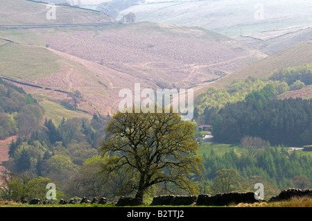 Das Tal des Flusses Goyt Peak District Nationalpark Derbyshire Midlands England Großbritannien Stockfoto