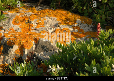 Orange auf einem sonnigen Felsen Moos Stockfoto