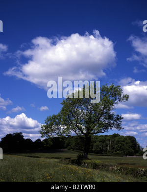 Eiche Baum von einem trockenmauern Wand Gaitbarrows National Nature Reserve Arnside und Silverdale Gebiet von außergewöhnlicher natürlicher Schönheit Stockfoto