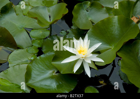 Blühenden Seerosen im Gartenteich Stockfoto