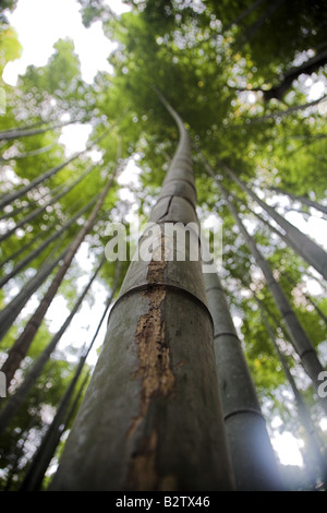 Bambusbäume in den Bambuswald in Arashiyama Park Park in der Nähe von Kyoto in Japan. Stockfoto