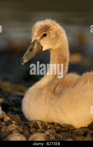 Höckerschwan Cygnet ruht am Ufer der Lagune Victoria British Columbia Kanada Stockfoto