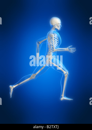 Running Man - Anatomie Stockfoto