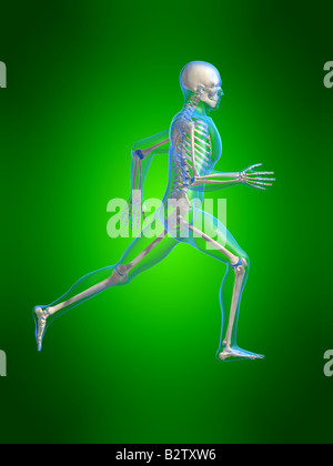 Running Man - Anatomie Stockfoto