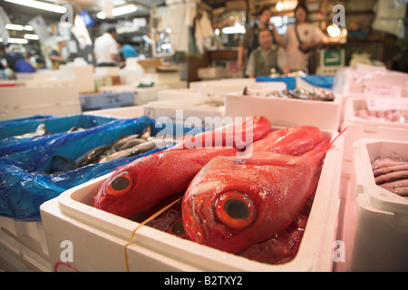 Fisch auf Verkauf am frühen Morgen Tsukiji-Fischmarkt in Tokio. Stockfoto