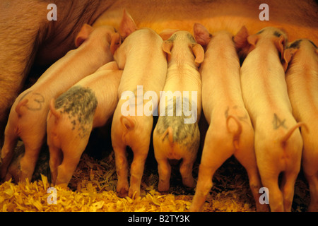 Baby-Schweine im Stift Sandwich zusammen Spanferkel Muttersau auf ein 4H-Display am Evergreen State Fair Monroe Washington State USA Stockfoto