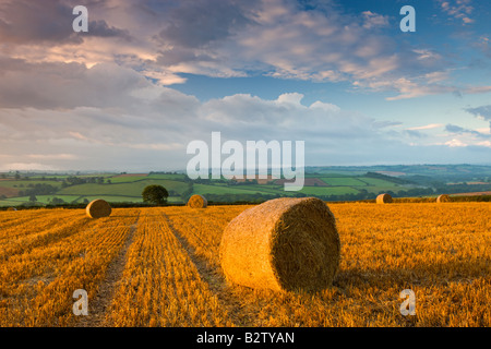 Strohballen auf einem Feld in der Nähe von Eastington Mitte Devon England Stockfoto
