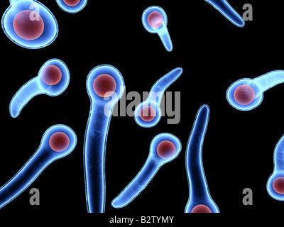 Tetanus-Bakterien Stockfoto