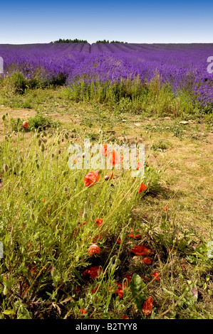 Frankreich-Provence-Lavendel Felder Provence Alpes du de haute provence Stockfoto