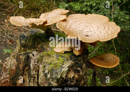 Die Dryade Sattel Pilze wachsen auf verfallenden Baumstamm fotografiert in Northumberland im Mai Stockfoto