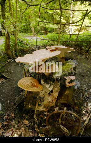 Die Dryade Sattel Pilze wachsen auf einem toten Baumstamm fotografiert in Northumberland im Mai Stockfoto