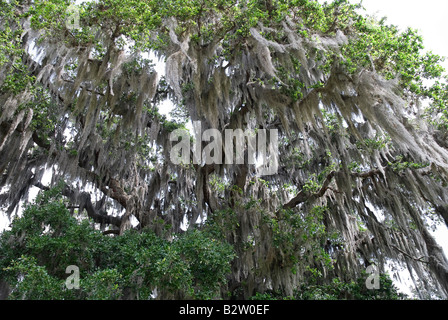 riesigen alten Eichen Baum bedeckt mit spanischem Moos Gainesville Florida Stockfoto