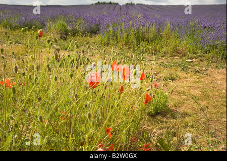 Frankreich Provence Drome Felder Lavendel in der Nähe von Valreas Region Provence Alpes du de haute Provence drome Stockfoto