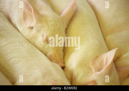 Schweine im Stift Sandwich zusammen schlafen in einem 4H Display am Evergreen State Fair Monroe Washington State USA Stockfoto