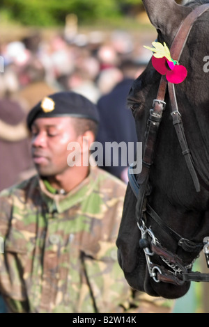 Pferd tragen Mohn am Volkstrauertag Stockfoto