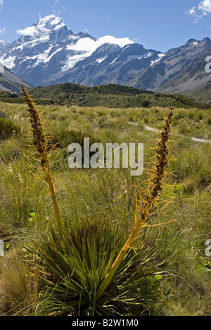 Goldene Spanier oder Speargrass sorgt für Vordergrund Interesse in dieser Aufnahme entlang der Hooker Valley mit Mount Cook in der Ferne Stockfoto