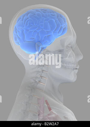 x-ray Kopf mit Gehirn Stockfoto