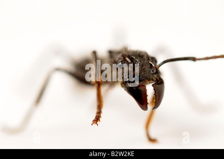 Ameise Paraponeragroße clavata Stockfoto