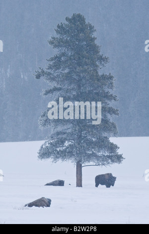 Amerikanischer Bison oder Büffel im Winter im Yellowstone National Park Stockfoto