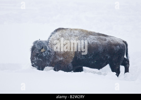 Amerikanischer Bison oder Büffel im Winter im Yellowstone National Park Stockfoto