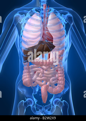 Anatomie des Menschen Stockfoto