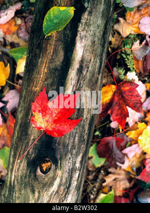 Rotes Ahornblatt auf einen umgestürzten Baumstamm in einem Wald von Neuengland im Herbst Stockfoto