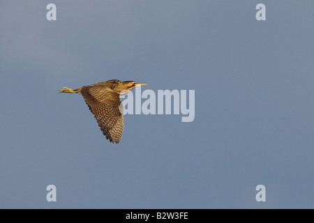 Bitter Botaurus stellaris Fliegen über schilfrohr Stockfoto