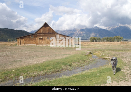 Hund läuft aus Scheune im Grand Teton-Wyoming Stockfoto