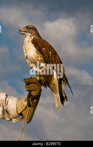 Eisenhaltiger Falke (Buteo Regalis) Stockfoto