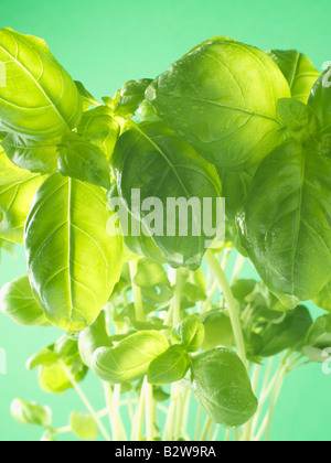 Basilikum-Blätter Stockfoto