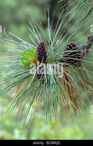 Tannenzapfen und neues Wachstum auf einer Ponderosa-Kiefer in Clearwater County Idaho Stockfoto