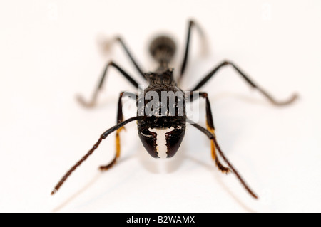 Isula oder Bullet Ant Paraponeragroße clavata Stockfoto