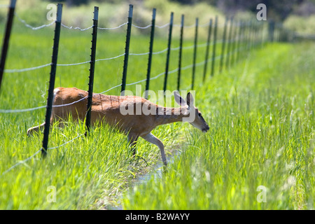 Weißen Schweif Hirsch Doe Unterquerung einen Zaun in der Nähe von Seeley Lake Montana Stockfoto