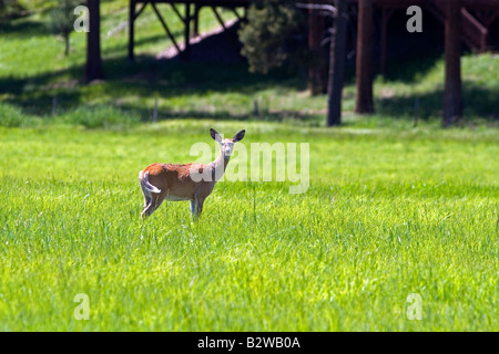 Weißen Schweif Hirsch Doe auf einer Wiese in der Nähe von Seeley Lake Montana Stockfoto