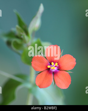 Scarlet Pimpernel, Anagallis Arvensis, Nahaufnahme Blume Stockfoto