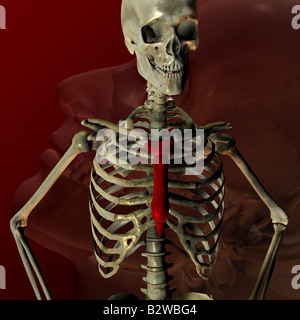 Menschliches Skelett Stockfoto