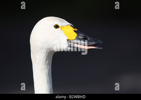 Bewick Schwan, Cygnus Columbianus Bewickii, Nahaufnahme des Kopfes Stockfoto