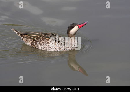 Rot-billed Pintail, Anas erythrorhyncha Stockfoto