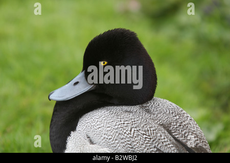 Lesser Scaup, Aythya Affinis, Nahaufnahme des Kopfes Stockfoto