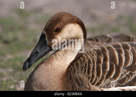 Swan Goose, Anser cygnoides Stockfoto