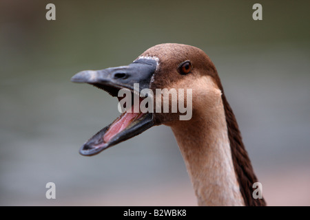 Swan Goose, Anser cygnoides Stockfoto