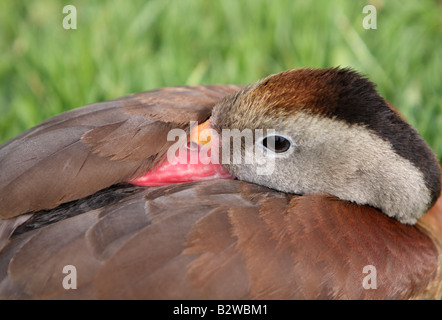 Rot-billed pfeifende Ente oder Baum Ente Dendrocygna Autumnalis autumnalis Stockfoto