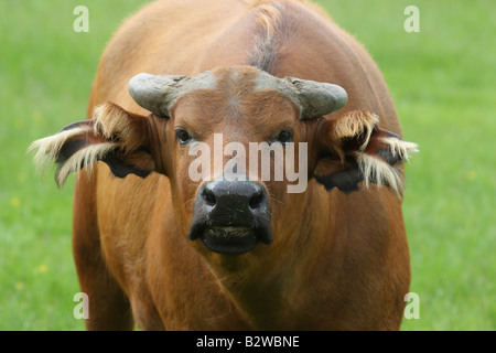 Kongo Büffel, Syncerus Caffer nanus Stockfoto