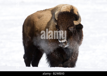 Bisons im Winter in Wyoming Yellowstone N.P. Stockfoto